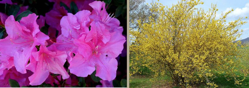 Azaleas and Forsythias