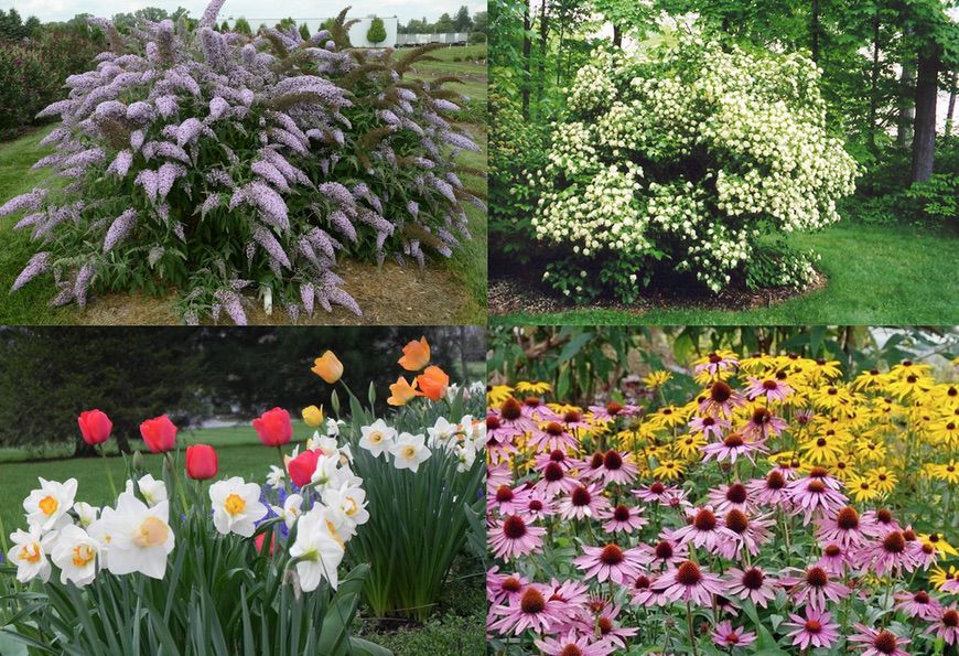 Flowers and Shrubs