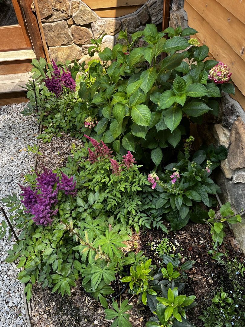 Plants in the shade