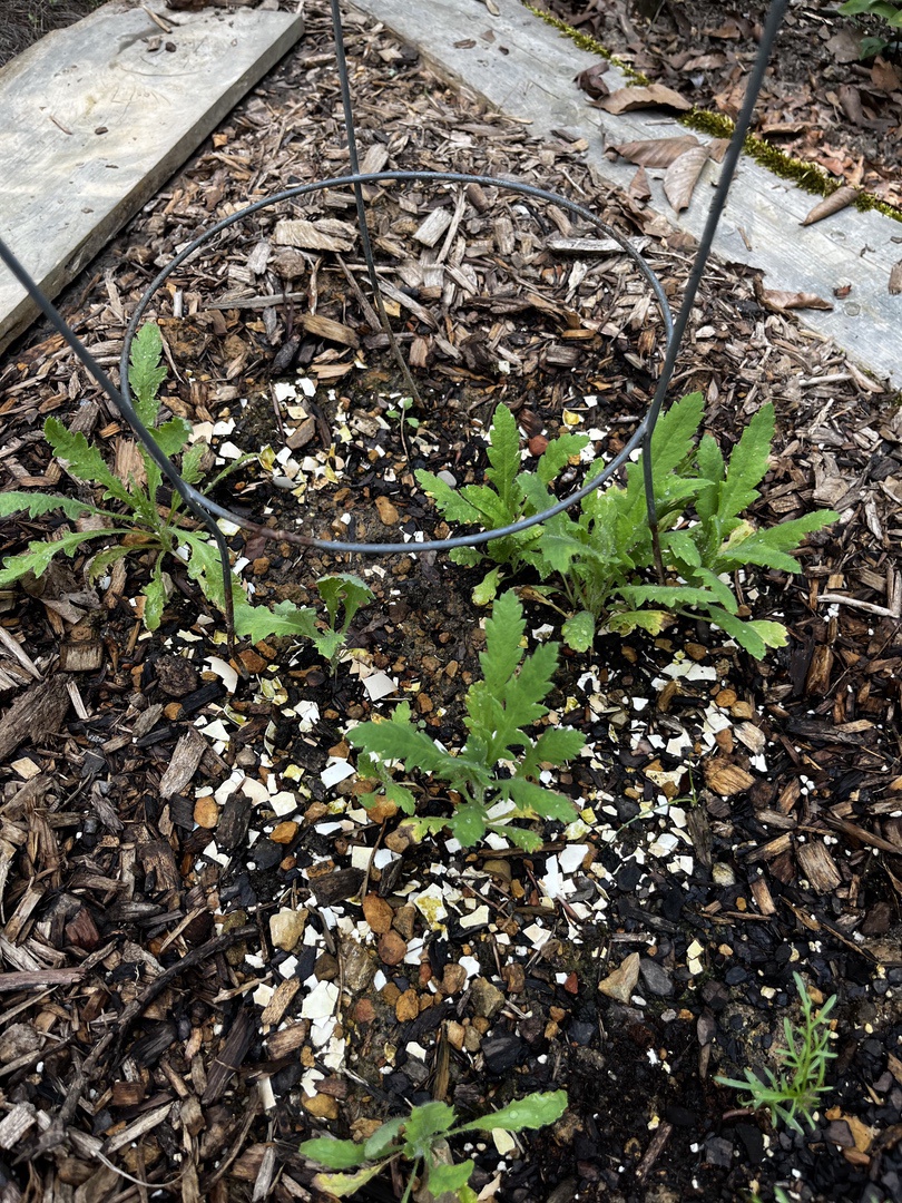 Sprinking egghells on mulch