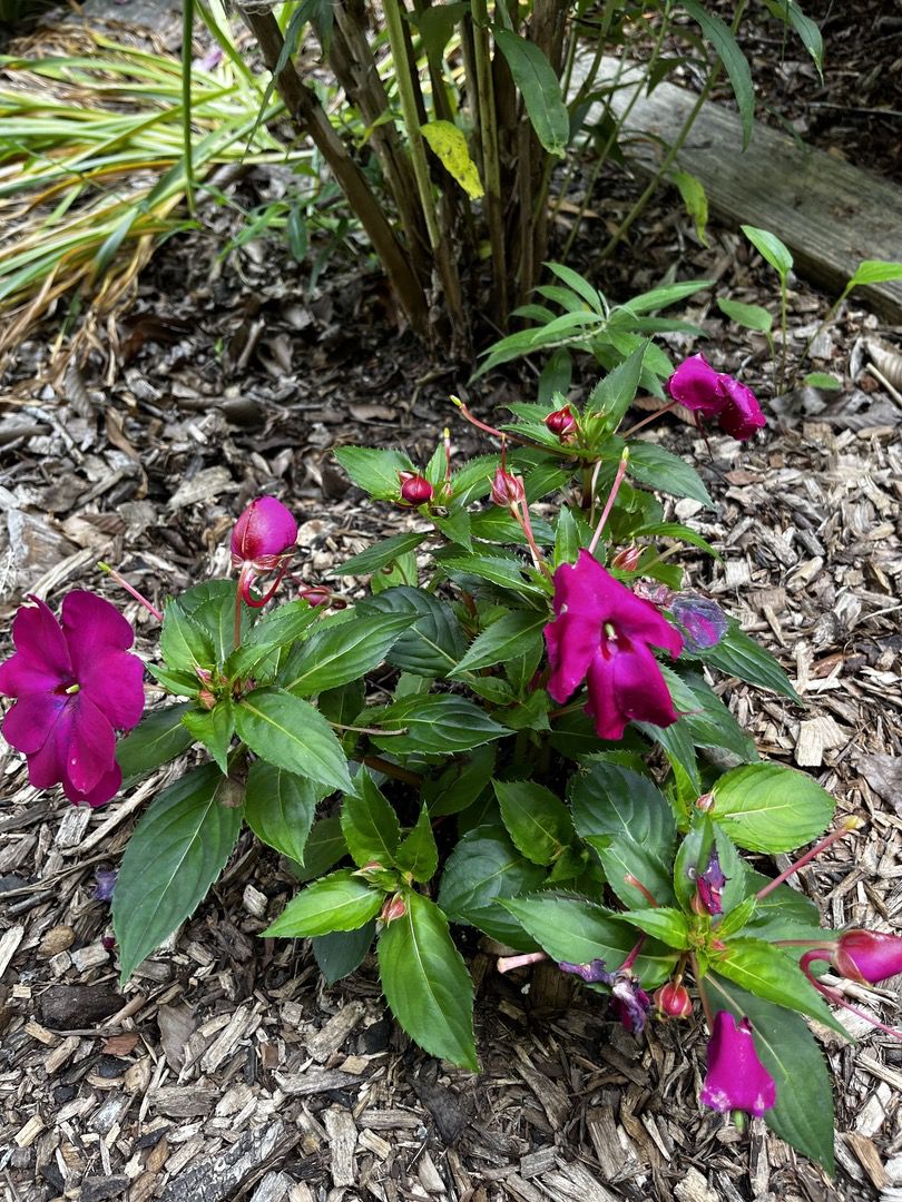 Summer Tennessee plants