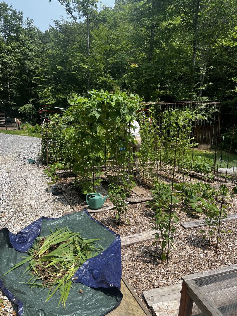 Fertilizing Tennessee summer garden