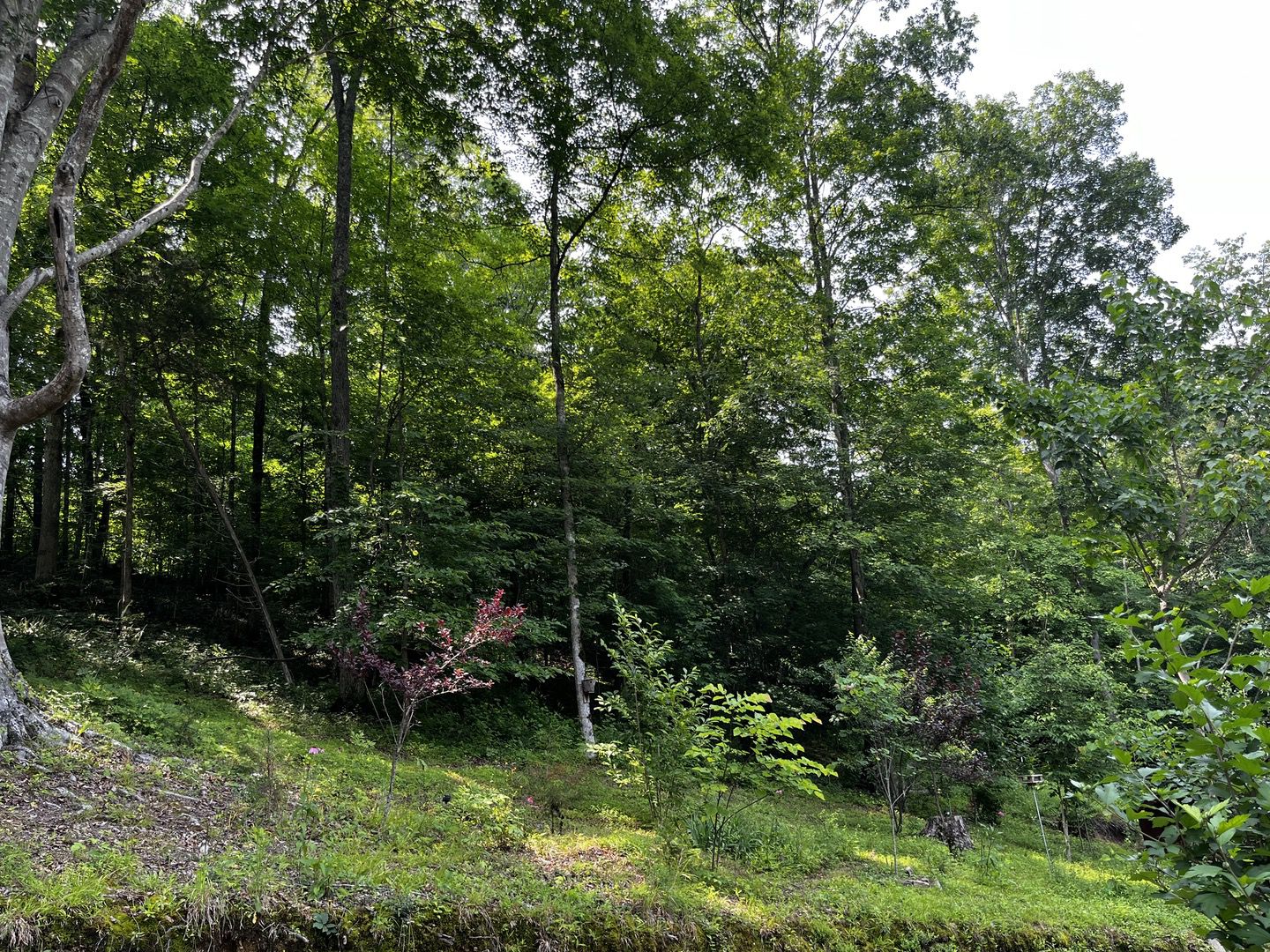 Tennessee trees