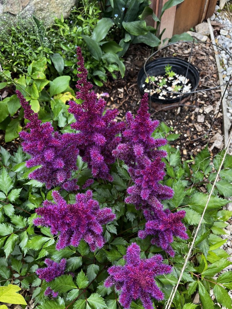 Tennessee garden flowers