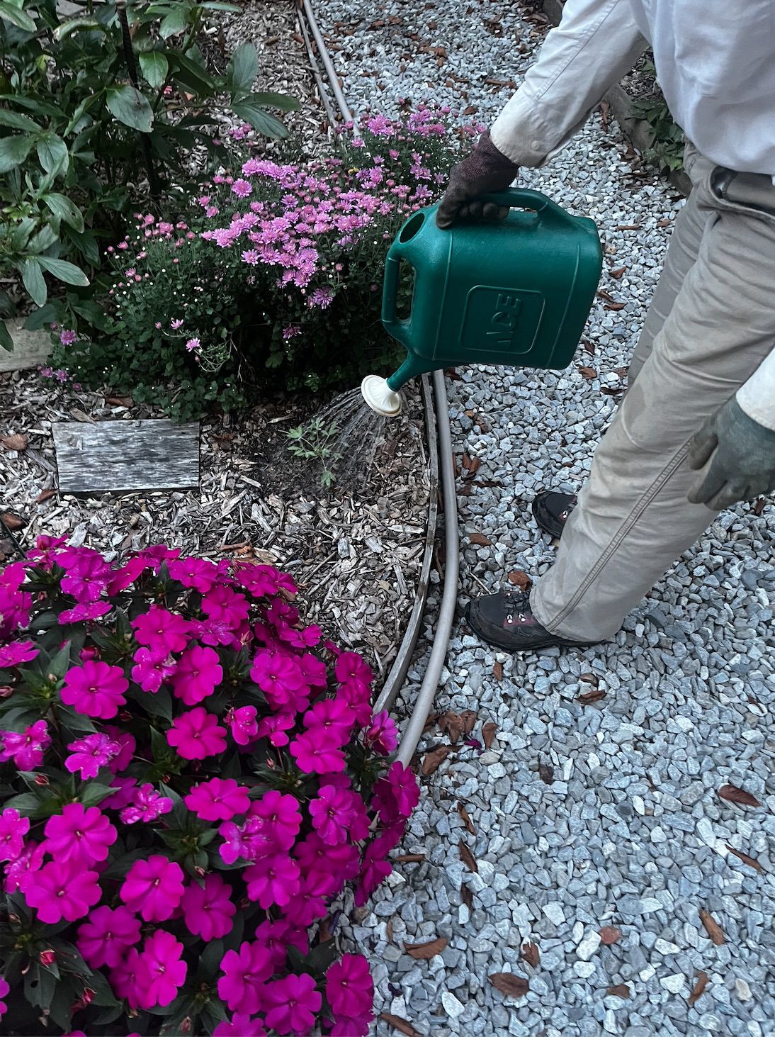 Watering Impatiens in Tennessee Fall