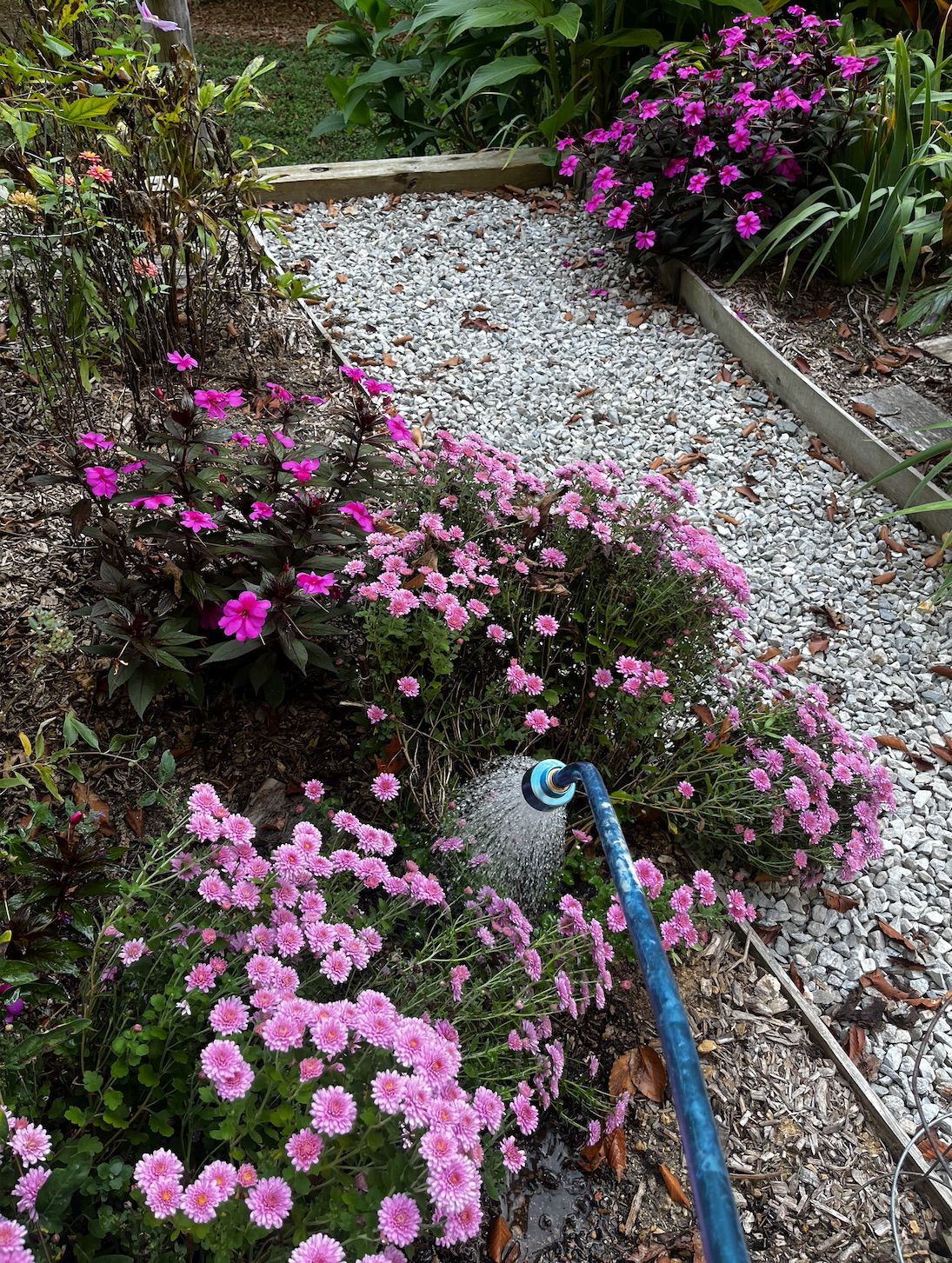 Using a watering can on beautiful Chrysanthemums in TN