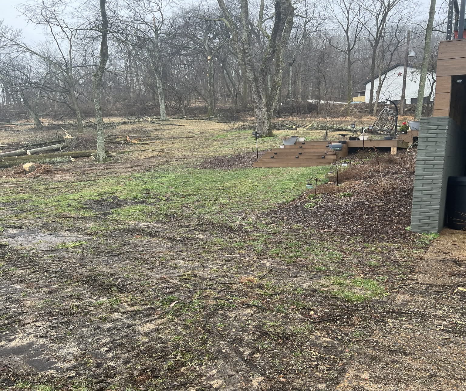 Lawn with tree loss from ice storm