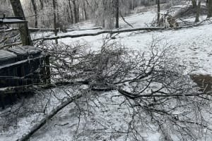 Ice Storm Recovery in the Garden