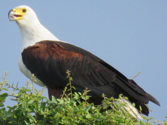 Fish Eagle