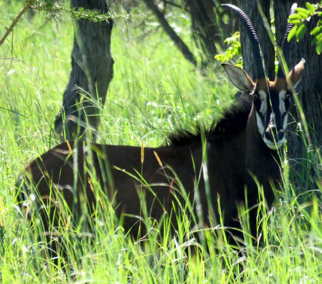 Sable Antelope