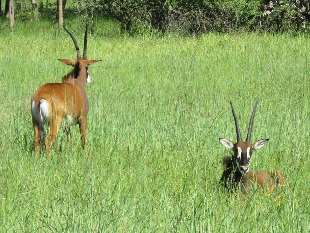 Roan Antelopes