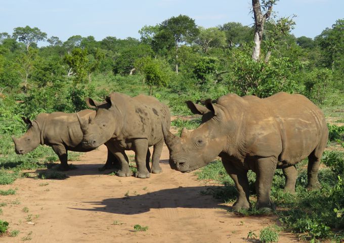 White Rhinos (Feb 2016)