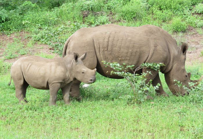 White Rhinos (Feb 2018)