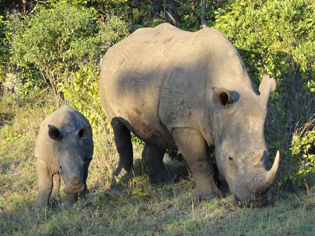 White Rhinos (Sep 2015)