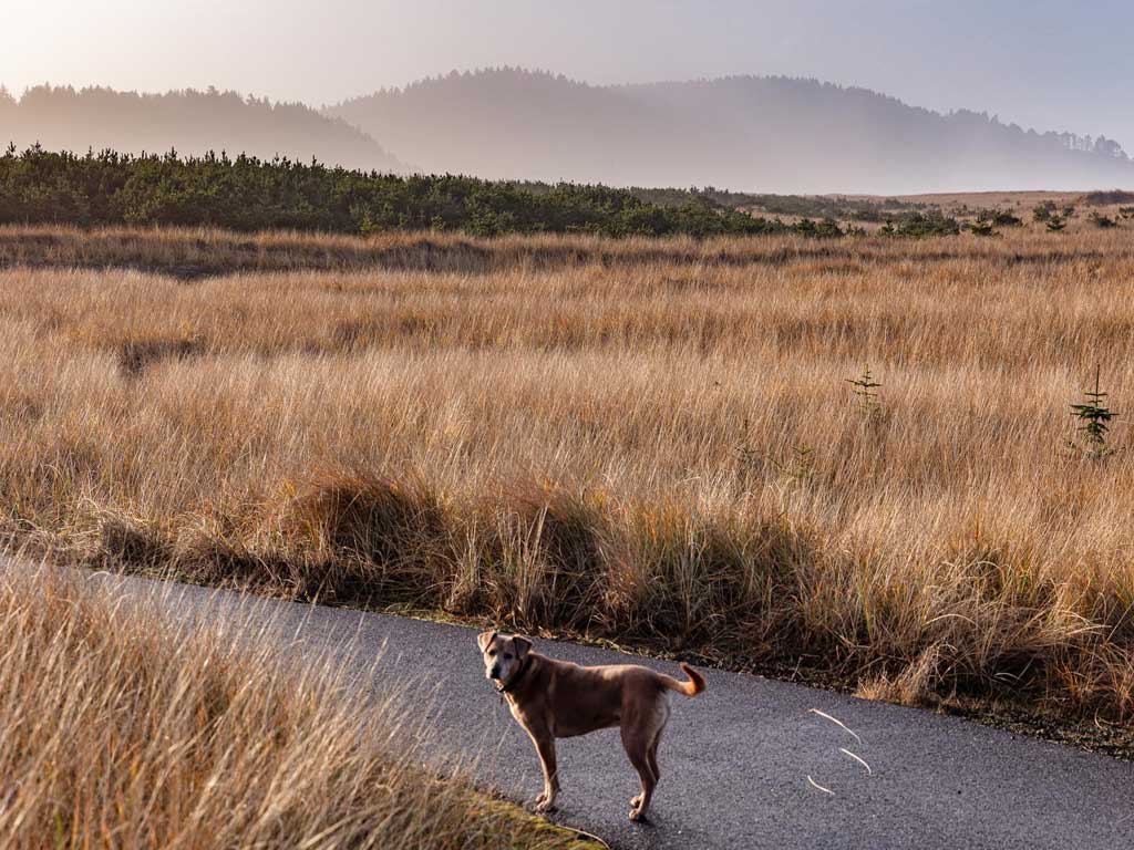 Dog walking along a path in a grassy field with misty hills in the background, representing outdoor exploration during the Murmur Creative retreat.