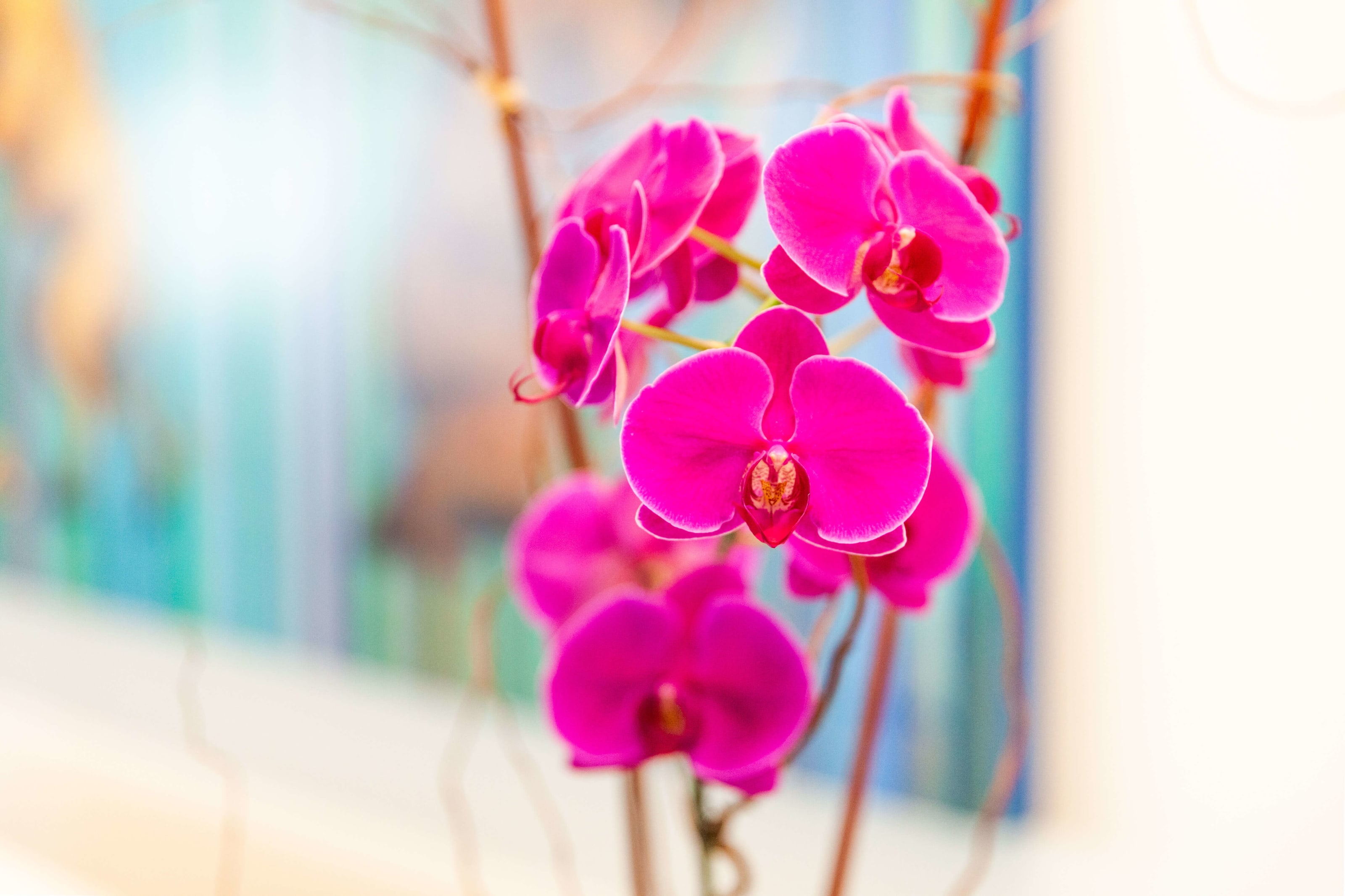 Orchid In office Detail Photo