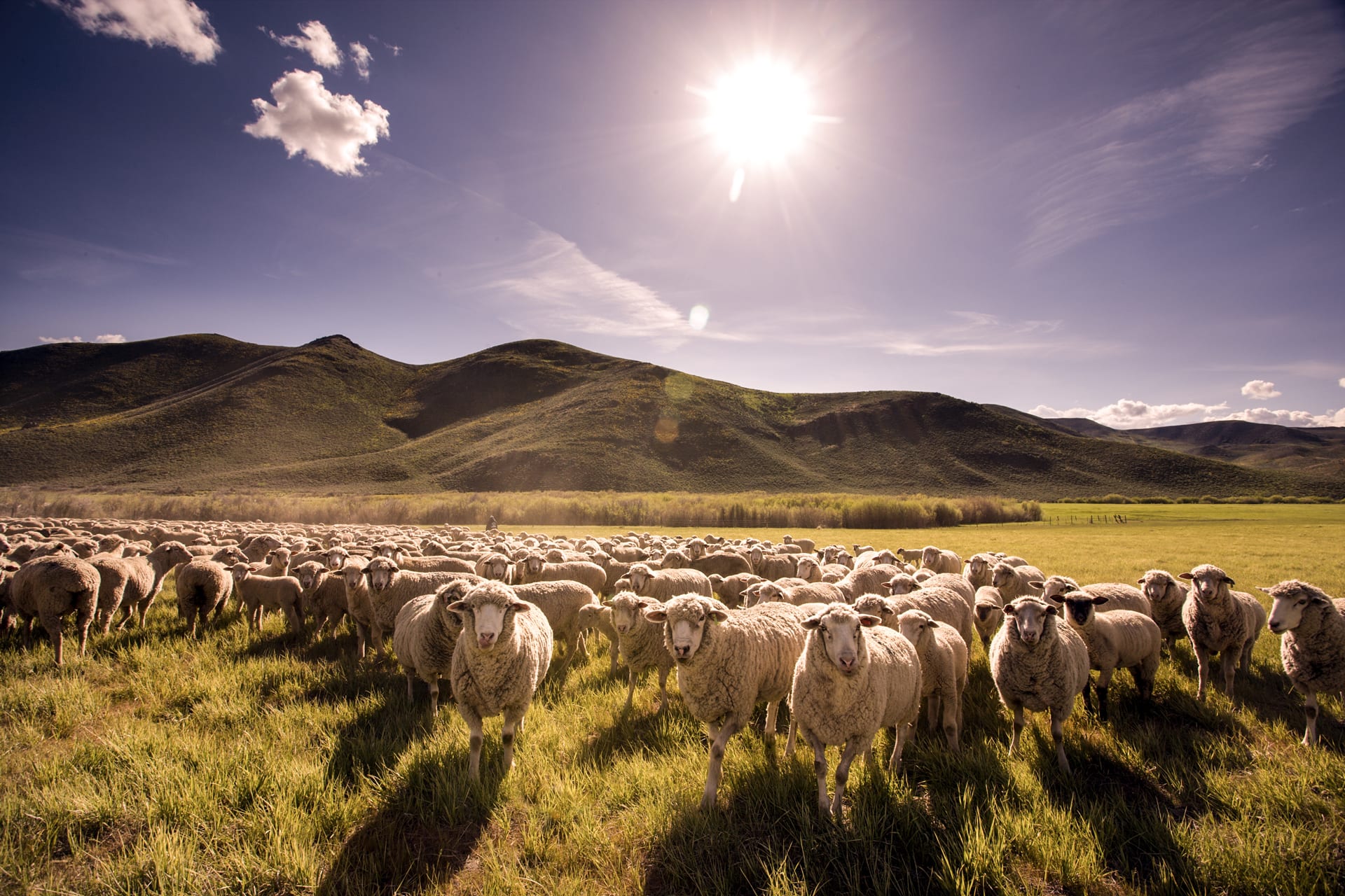 Flock of sheep in a sunlit meadow with mountains in the background, representing American Lamb's agricultural roots and branding efforts.