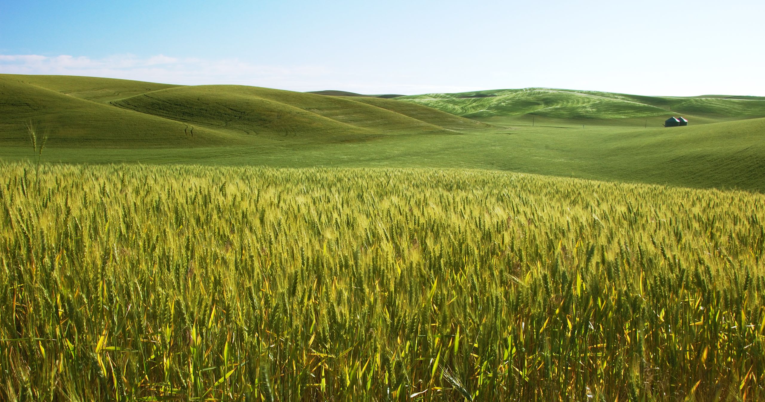Vibrant green barley field with rolling hills under a clear blue sky, symbolizing natural ingredients for health shakes in branding project for Canvas by Murmur Creative.