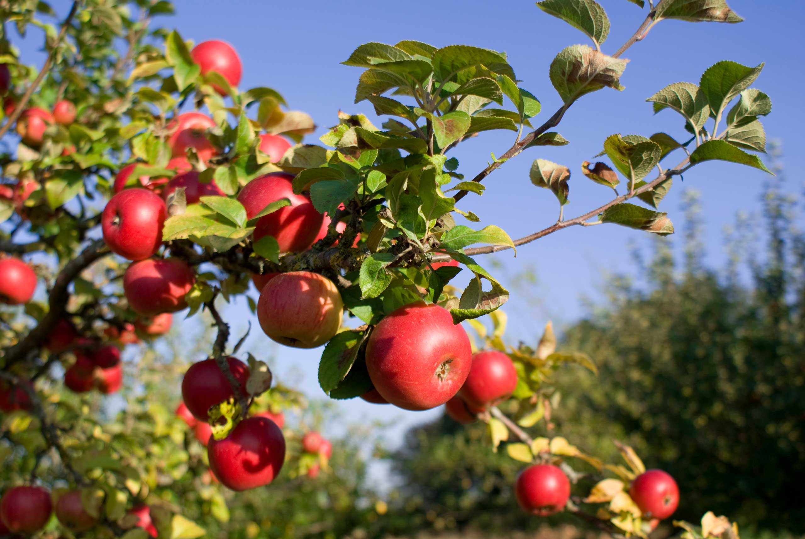 Red apples hanging from a tree branch in a sunny orchard, highlighting fresh produce relevant to Pacific Coast Fruit Company's branding efforts.