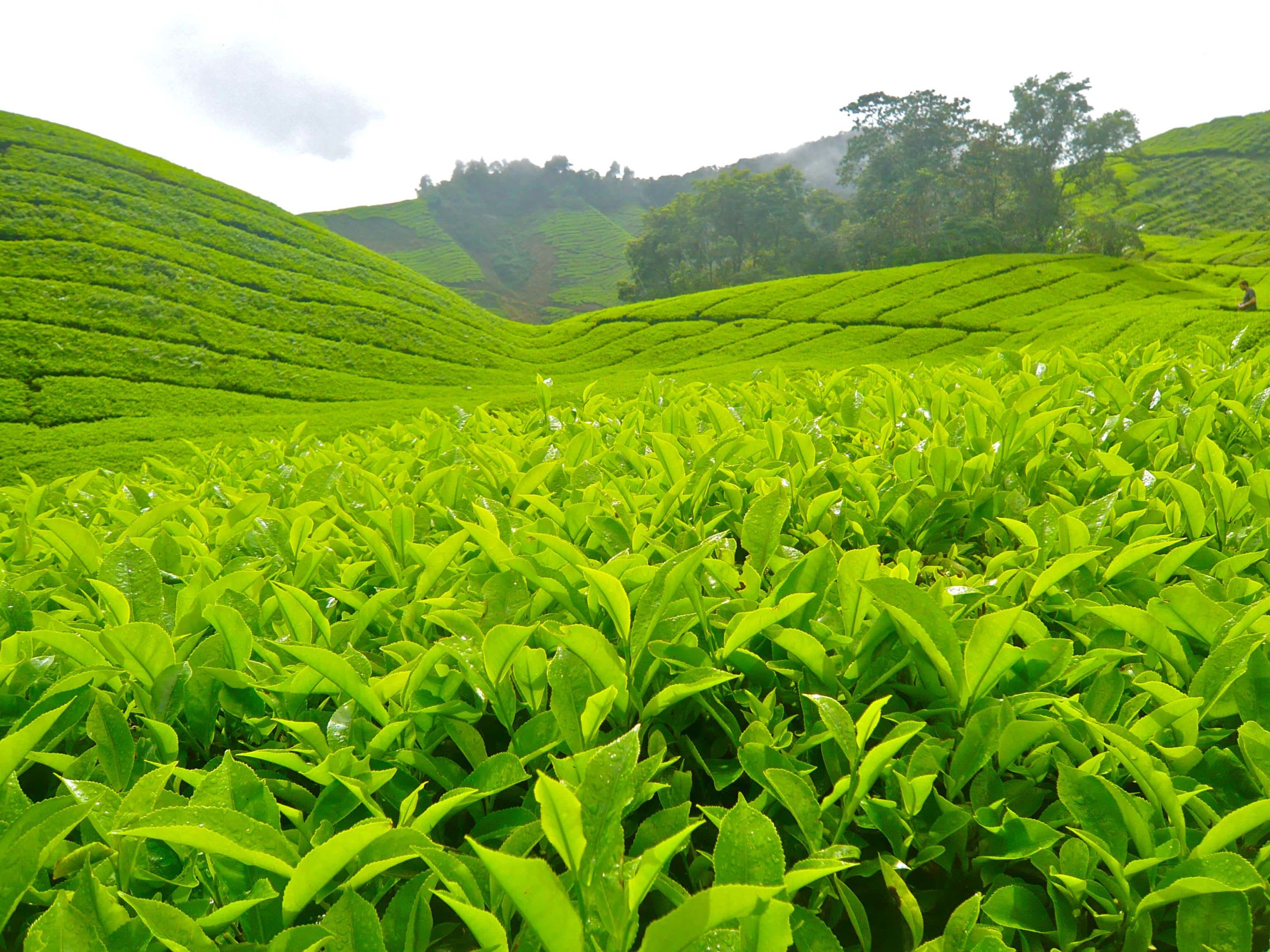 Lush green tea fields in Oregon, showcasing Minto Island Tea Company's artisanal tea cultivation, with rolling hills and neatly arranged tea plants under a cloudy sky.