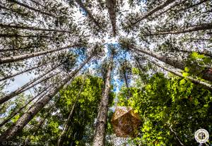 Image of Electric Forest 2017 - Rothbury, MI - Weekend 1 - Round 2