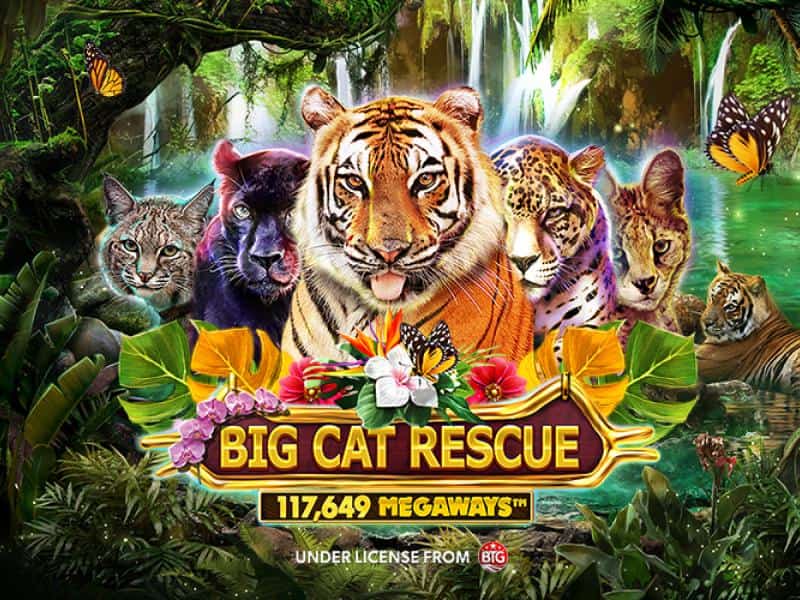 Big Cat Rescue Megaways