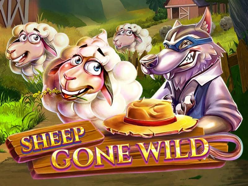 Sheep Gone Wild