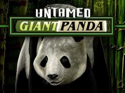 Untamed Giant Panda