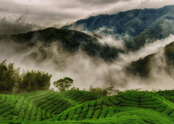 The Misty Hills of Kerala