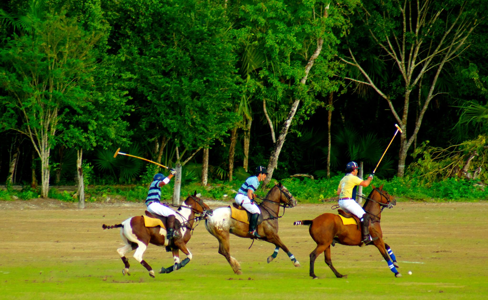 Three polo players on horseback in full gallop during a match at El Rey Polo Country Club, surrounded by vibrant green jungle foliage. This action-packed image promotes unique tours and activities available for MICE groups, conventions, and incentive travel programs in Cancun