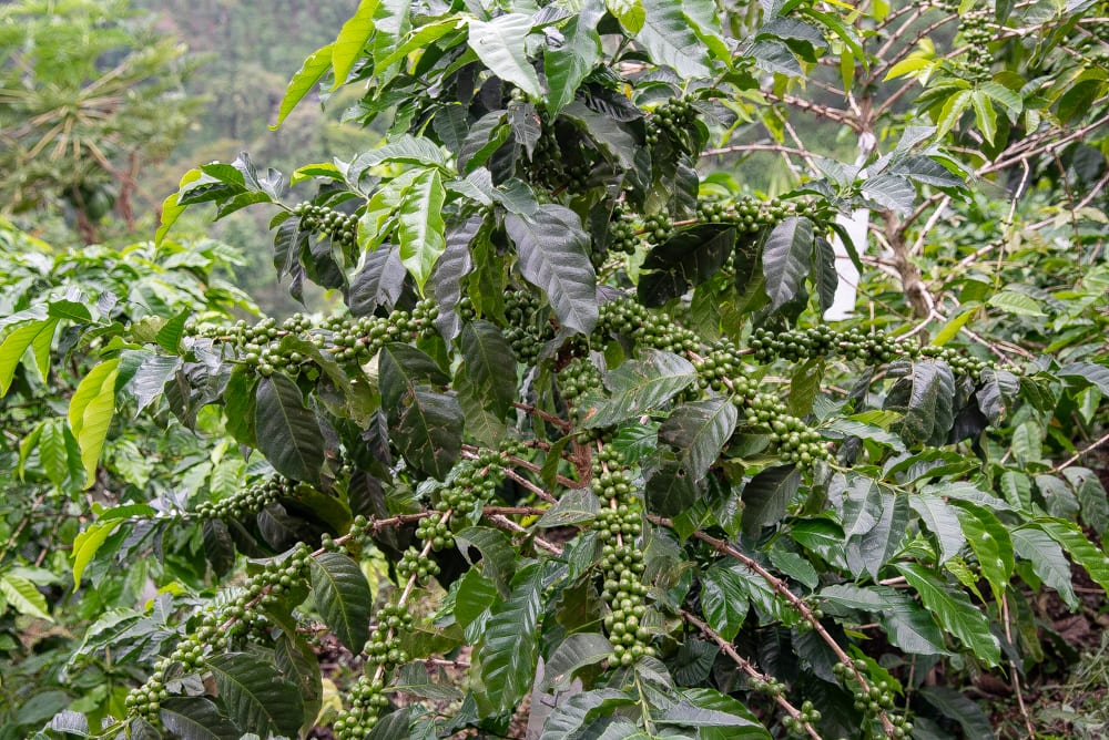 A lush coffee plant with clusters of green coffee cherries growing in Chiapas