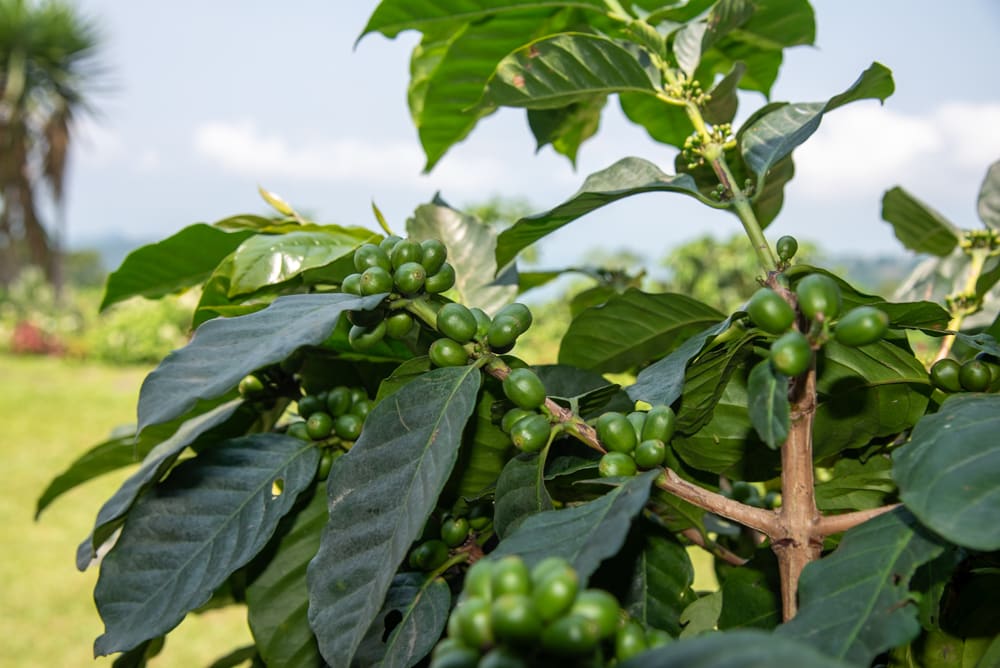 A coffee plant with green coffee cherries growing on its branches in a hacienda in the middle of the forrest in Chiapas.