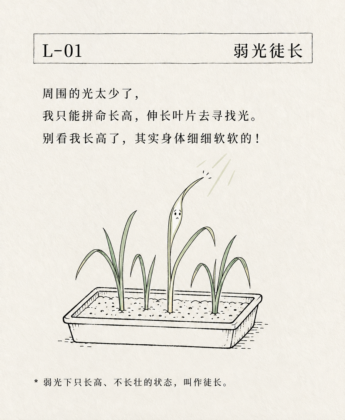 弱光徒长卡片