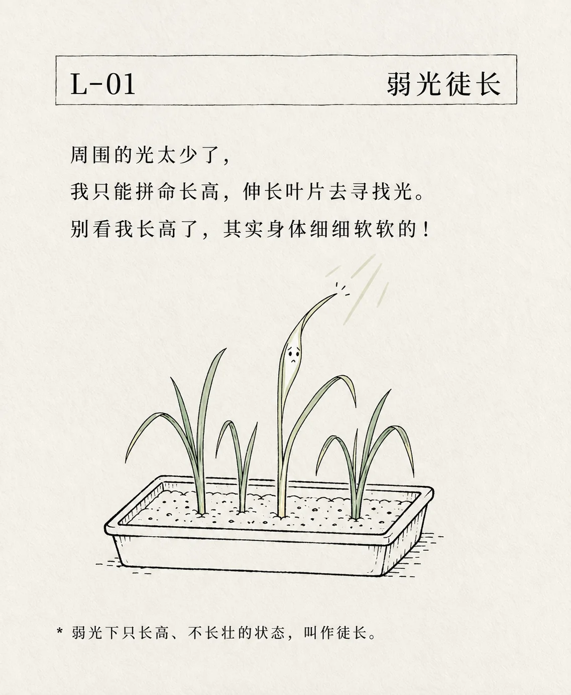 弱光徒长卡片
