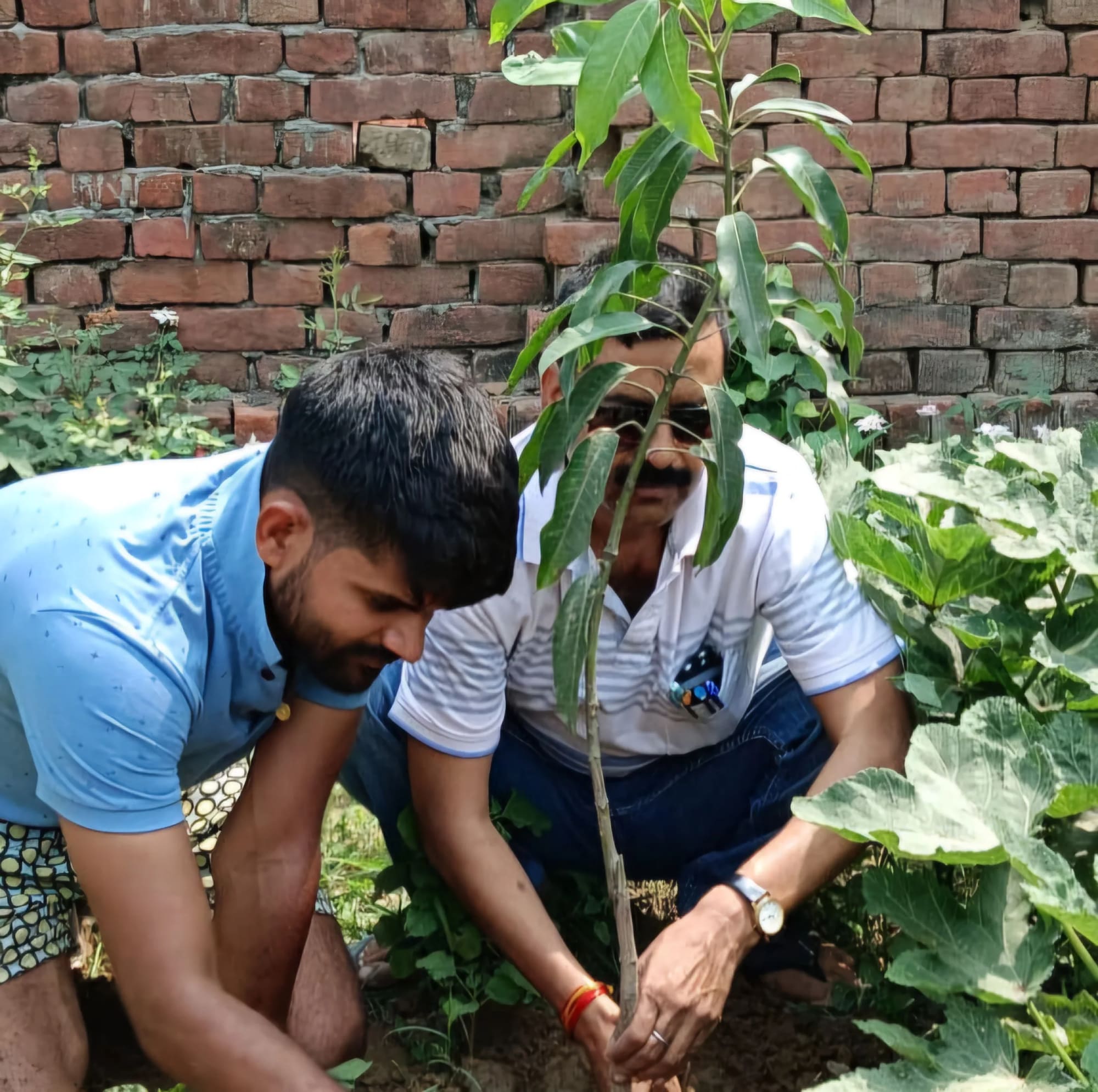 A young plant tended by hand