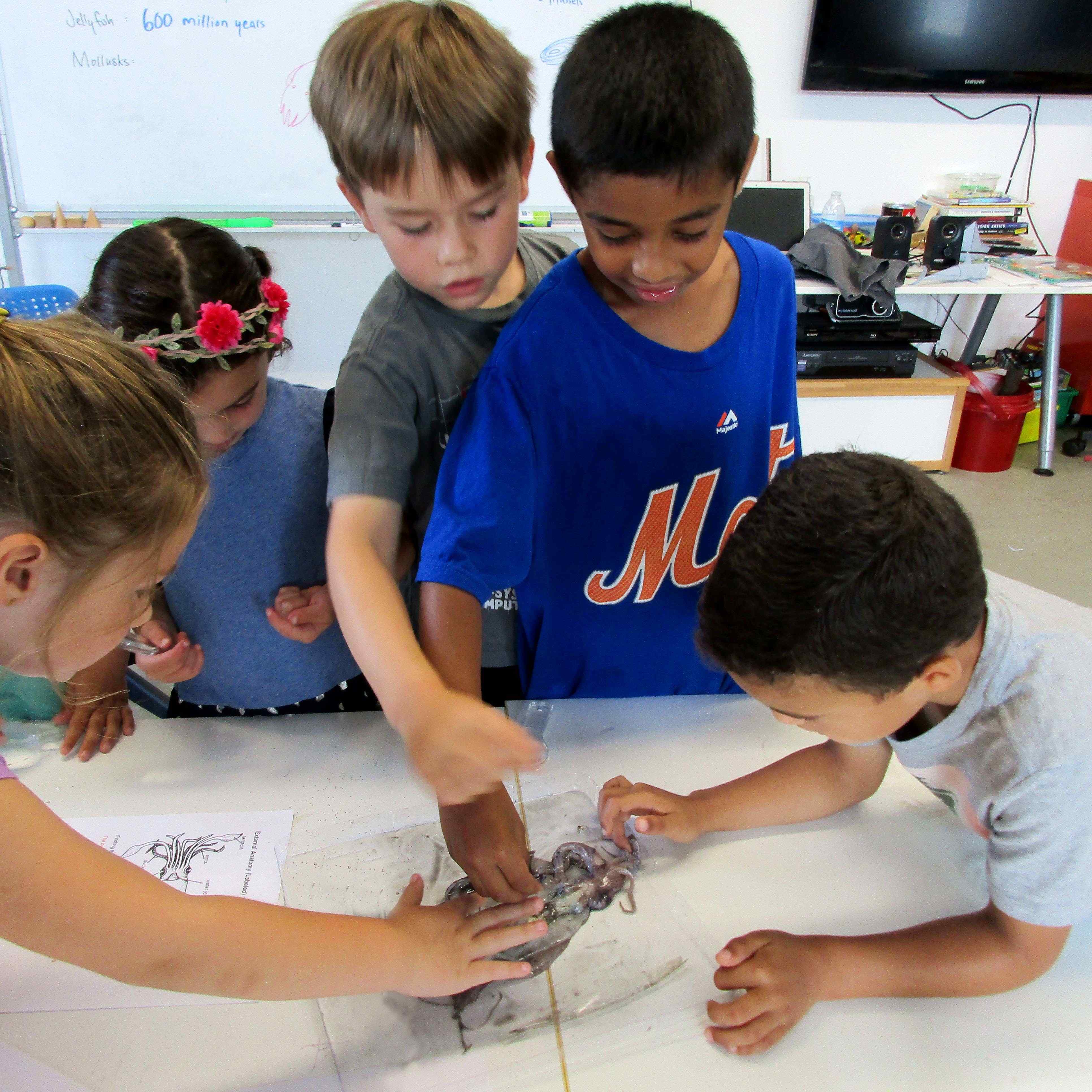 Students dissection squid