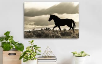 Silhouette of a black horse walking on grassy terrain under a cloudy sky, evoking a natural, serene outdoor scene.