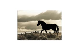 Silhouette of a black horse walking on grassy terrain under a cloudy sky, evoking a natural, serene outdoor scene.