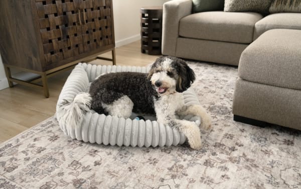 Small black and white dog resting on a gray Sofia Gray Pup-O-Pedic Large Pet Bed with channel tufted polyester fabric and memory foam cushion in a contemporary living room.