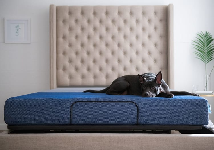 Black dog lying on a blue memory foam mattress with a textured cover, on a beige upholstered bed frame with a tufted headboard in a minimalist bedroom.