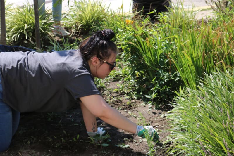 Person wearing gloves kneeling in a garden bed, pulling weeds or planting among green leafy plants and soil under sunlight.