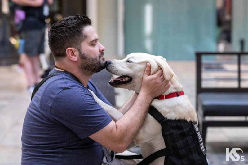 Man wearing a blue shirt gently holds the face of a white Labrador Retriever in a black service dog vest with "DO NOT PET" text.