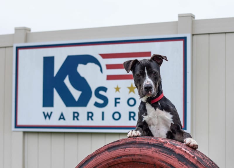 Black and white dog with a red collar resting its front paws on a large red tire in front of a sign that reads "KS for Warriors" with blue and red text and gold stars.