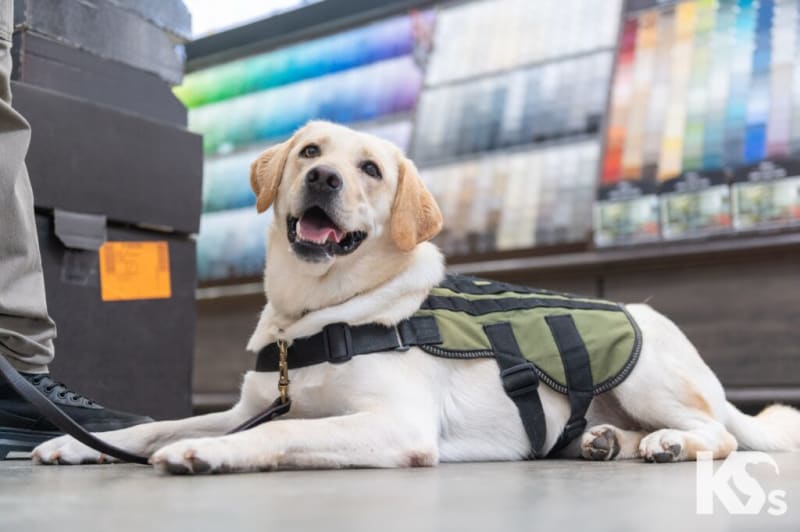 Labrador retriever service dog wearing an olive green and black harness lying on the floor, next to a person in sneakers, in a colorful indoor setting.