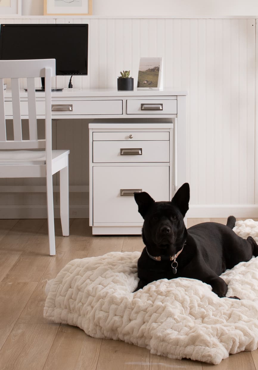 White 3 drawer desk with 2 drawer filing cabinet and white chair.  Large black dog on a plush white dog bed.