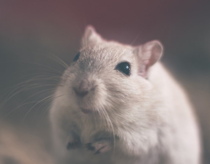 La laine d'acier comme alternative à la mousse PUR contre les souris