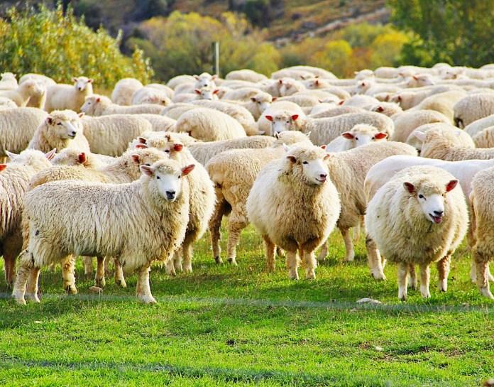 La laine de mouton aiguilletée, une isolation naturelle de l'habitat