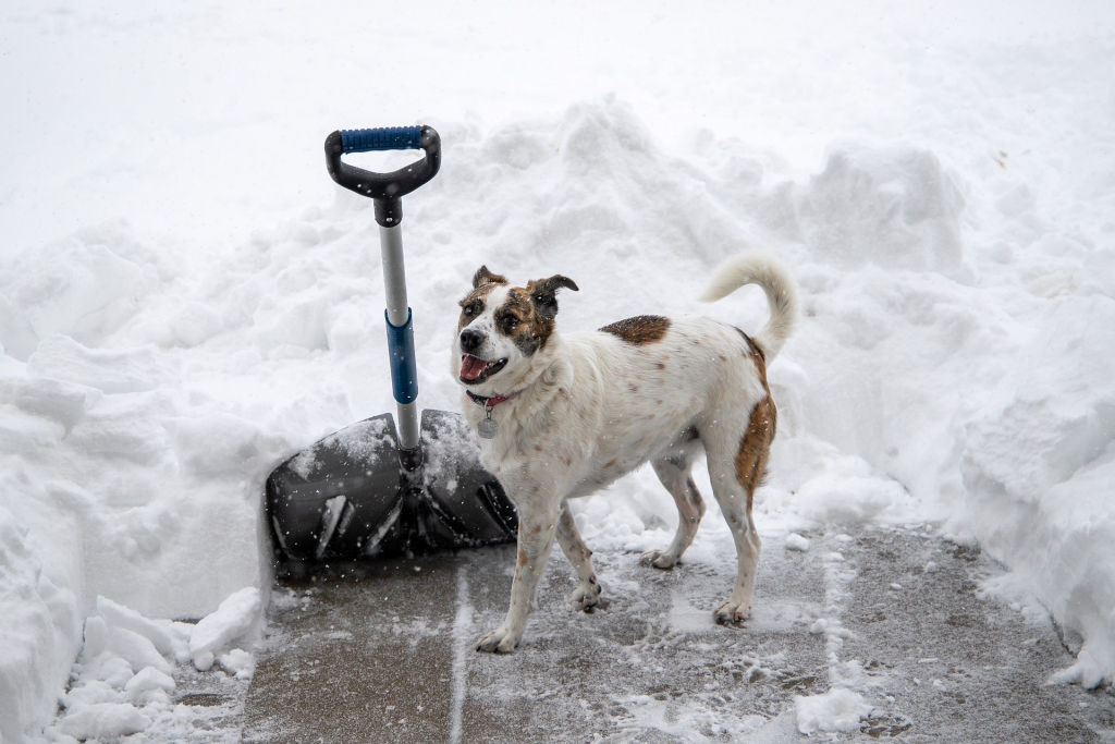 Dog and Snow Shovel Image by Julie Rothe from Pixabay