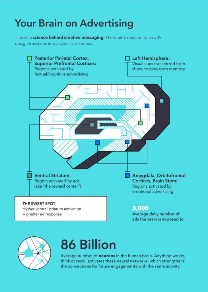 The Science of Brain Advertising Infographic