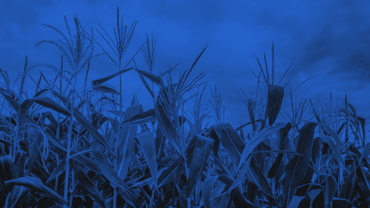 Beginner's Guide to Trading Corn Futures on CBOT